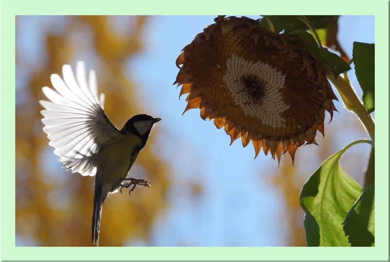 Kohlmeise im Flug